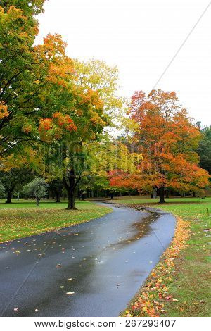 Fall Colors Seen On Wet Pavement Covered In Autumn Foliage, With Several Trees
In Various Stages Of 