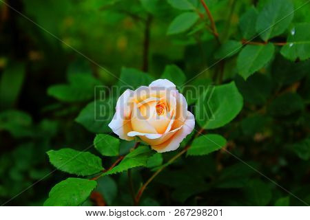 Beautiful orange rose on green blured background. Small orange rose on the bushes. Bright orange rose macro. Tea-rose in the garden with bokeh. Caring for garden roses. Roses for calendar