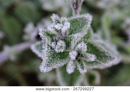 Green leaves in frost. First snow. Park in the snow. Frost on leaves and trees. Beautiful frozen flowers. Flowers and leaves in the ice. Winter mood. Cold frost flowers and leaves in snow