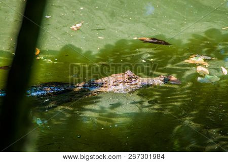 Spectacled Caiman Caiman Crocodilus In A Pond Near La Fortuna, Costa Rica