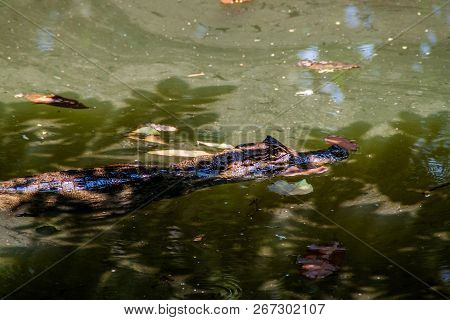 Spectacled Caiman Caiman Crocodilus In A Pond Near La Fortuna, Costa Rica