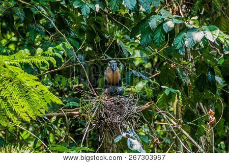 Boat-billed Heron Cochlearius Cochlearius In A Forest Near La Fortuna, Costa Rica
