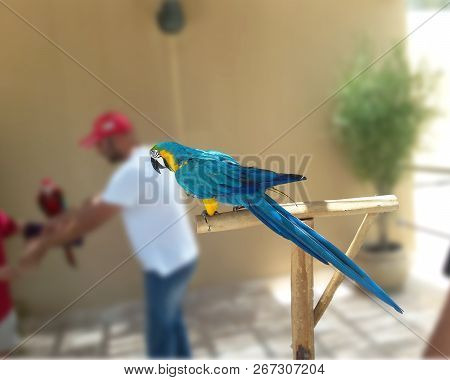 Beautiful Macaw. Green And Yellow Macaw.taken Picture On 21st Oct 201 From One Of The Bird Show.