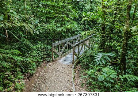 Hiking Trail In Cloud Forest Of Reserva Biologica Bosque Nuboso Monteverde, Costa Rica