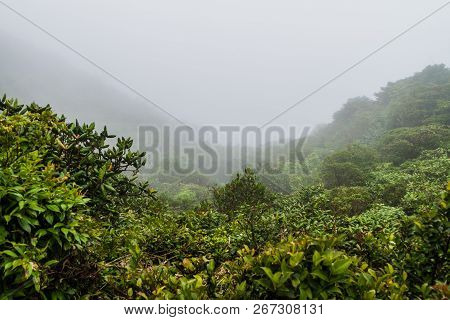 Cloud Forest Of Reserva Biologica Bosque Nuboso Monteverde, Costa Rica