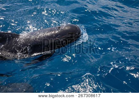 Close Pilot Whales Breathing In Blue Water Of Atlantic Ocean