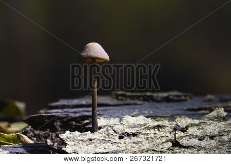 Fungus Mushroom Mycetinis Alliaceus Growing From Branch. Shining Sun From Right Side.