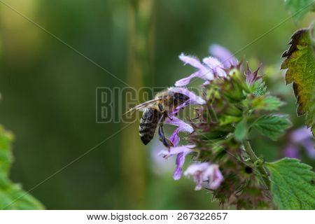 Ballota Nigra , Black Horehound Purple Flowers. Honeybees Collect Nectar From The Blooming False Net