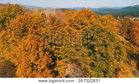 aerial flying abouve forest in autumn with colorful red and yellow trees on sunny day