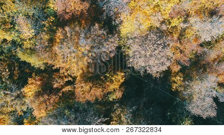 aerial flying abouve forest in autumn with colorful red and yellow trees on sunny day
