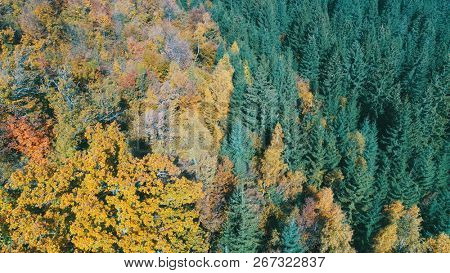 aerial flying abouve forest in autumn with colorful red and yellow trees on sunny day