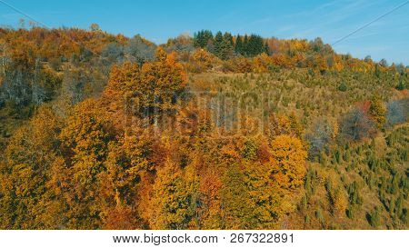 aerial flying abouve forest in autumn with colorful red and yellow trees on sunny day