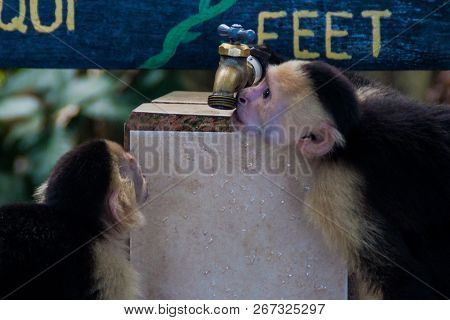 White-headed Capuchin Monkeys Cebus Capucinus Drink From A Tap In National Park Manuel Antonio, Cost