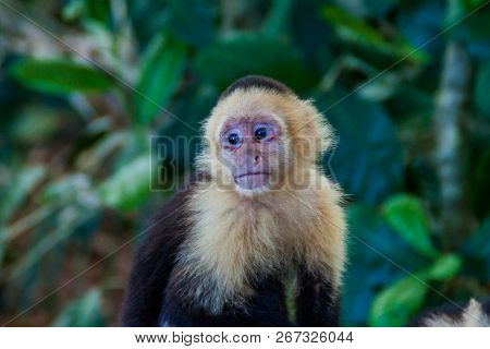 White-headed Capuchin Monkey Cebus Capucinus In National Park Manuel Antonio, Costa Rica