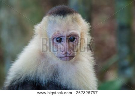 White-headed Capuchin Monkey Cebus Capucinus In National Park Manuel Antonio, Costa Rica