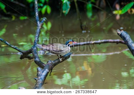 Sungrebe Or American Finfoot Heliornis Fulica In Tortuguero National Park, Costa Rica
