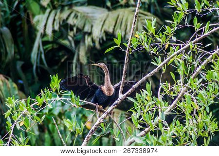 Anhinga Sometimes Called Snakebird, Darter, American Darter, Or Water Turkey In Tortuguero National 