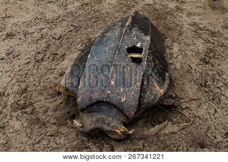 Empty Shell Of A Dead Leatherback Sea Turtle Dermochelys Coriacea At A Beach In Tortuguero National 