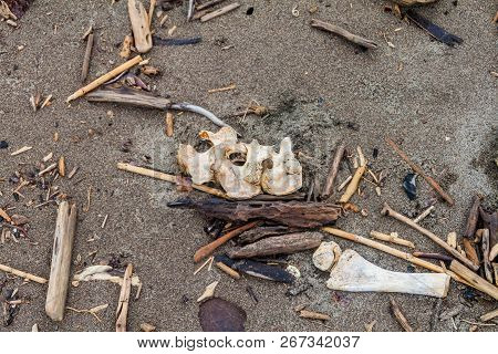 Scattered Bones Of A Dead Leatherback Sea Turtle Dermochelys Coriacea At A Beach In Tortuguero Natio