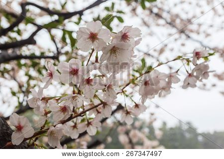 Close Up Sakura Flower At Chiyoda Park, Tokyo, Japan