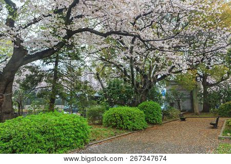Sakura Cherry Blossom Tree With Raining At Chiyoda Park, Tokyo, Japan