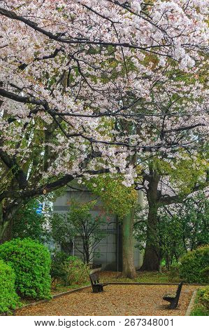 Sakura Cherry Blossom Tree With Raining At Chiyoda Park, Tokyo, Japan
