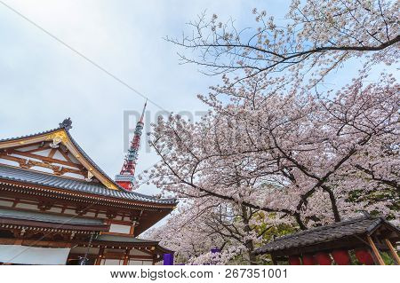 Full Bloom Of Sakura Flower Cherry Blossom In Zojoji Temple With Tokyo Tower, Japan