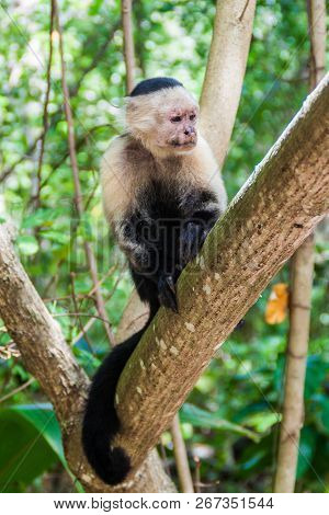 White-headed Capuchin Monkey Cebus Capucinus In Cahuita National Park, Costa Rica