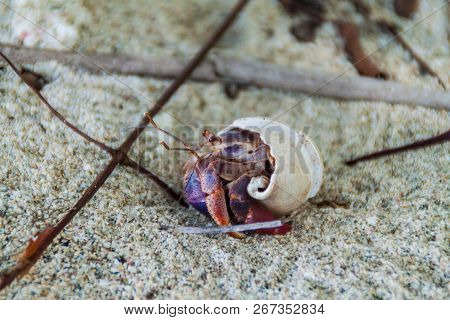 Hermit Crab In Cahuita National Park, Costa Rica