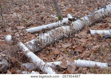 White Birch Tree Trunks With Clumps Of Mushrooms Growing On Them Surrounded By Leaves Near Hinckley 