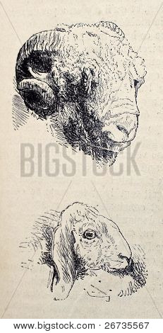 Illustrations antiques de têtes ram et agneau. Original, après le dessin de Blanchard et Lambert, a été p