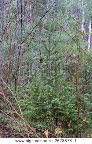 Multiple Varieties Of Pine Trees Mixed With Shrubs On A Forest Floor Near Hinckley Minnesota