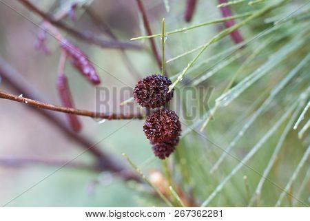 Close Up Of 2 Small Pine Cones In Pine Tree During The Rain Near Hinckley Minnesota