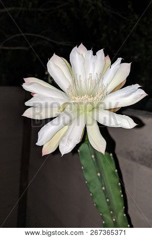 Blooming Thornless Cereus Cactus With Opened White Flower Ready For Pollination Night, Phoenix, Ariz