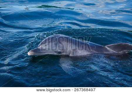 Close Up Of A Dolphin (tursiops Truncatus) In The Sea