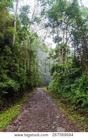 Small Road In National Park Volcan Baru, Panama