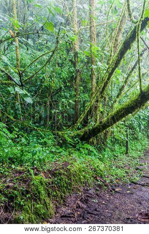 Cloud Forest In National Park Volcan Baru During Rainy Season, Panama.
