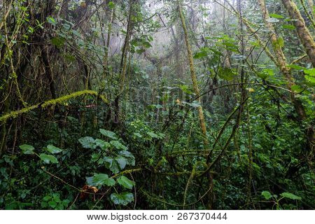 Cloud Forest In National Park Volcan Baru, Panama.