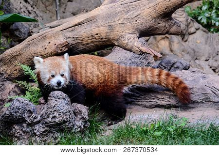 Photo Picture Of Lesser Red Panda Firefox Mammal Animal