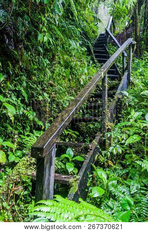 Stairs On A Hiking Trail Sendero Los Quetzales In National Park Volcan Baru During Rainy Season, Pan