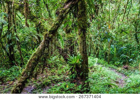 Hiking Trail Sendero Los Quetzales In National Park Volcan Baru During Rainy Season, Panama.