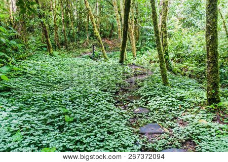 Anti Slip Measurements At Hiking Trail Sendero Los Quetzales In National Park Volcan Baru, Panama.