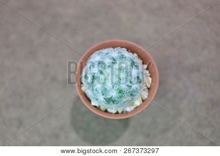 Top View Mammillaria Plumosa Cactus Flower In A Pot With Blur Grey Floor Background