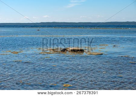 Anzer Island. Solovetsky Islands. White Sea Coast