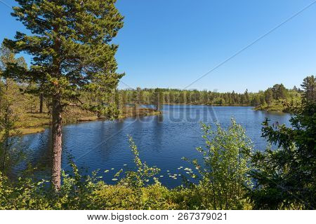 Forest Lake And Vegetation On Anzersky Island, Arkhangelsk Region, Russia