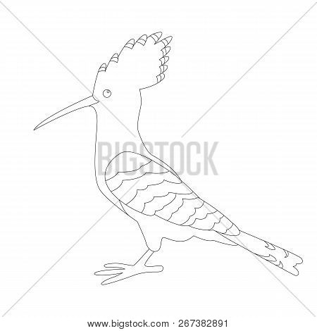 Hoopoe Bird Vector Illustration  Lining Draw Mprofile Side