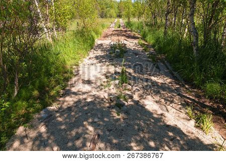 Road Through A Bog Laid Out On Anzersky Island, Arkhangelsk Region, Russia