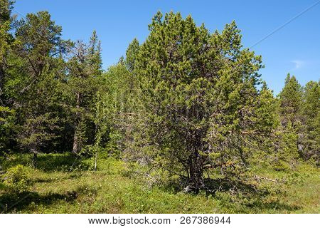 Forest Swamp On Anzersky Island, Arkhangelsk Region, Russia