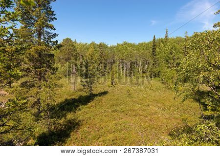 Forest Swamp On Anzersky Island, Arkhangelsk Region, Russia