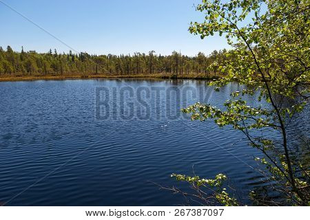 Forest Lake And Vegetation On Anzersky Island, Arkhangelsk Region, Russia